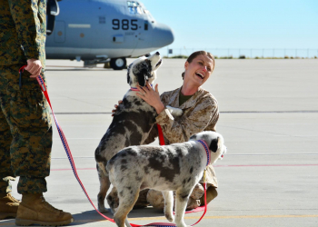 Photo courtesy of Dogs on Deployment.