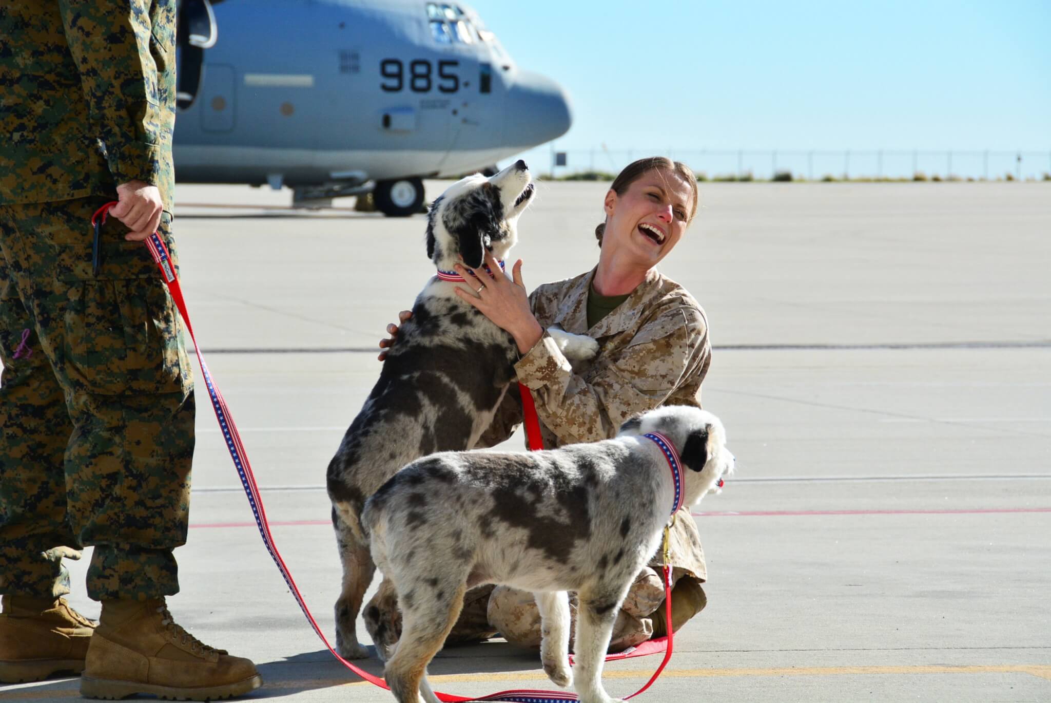 Photo courtesy of Dogs on Deployment.